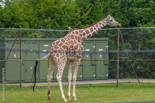 Photography Giraffe at Buffalo Zoo