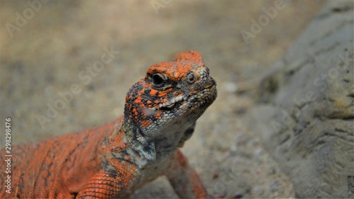 Orange Lizard on a Rock