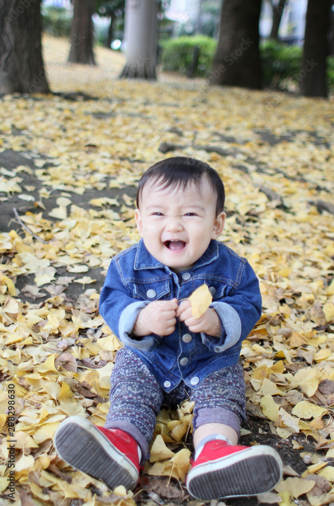 Baby boy playing among fallen leaves of ginkgo Baby boy playing among fallen leaves of ginkgo