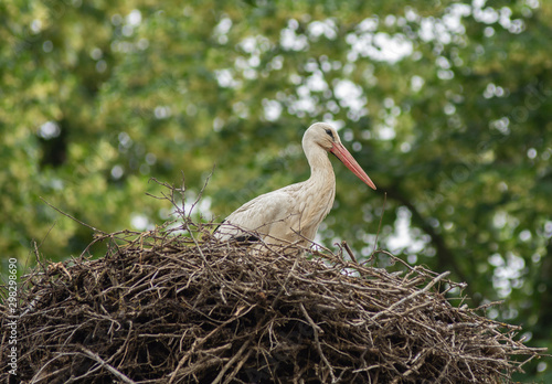 stork on her nest in belgium