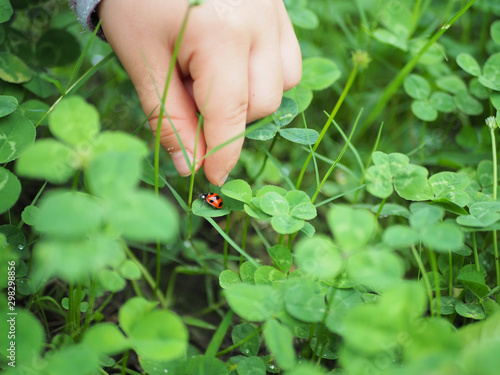 てんとう虫を捕まえようとする子供の手
