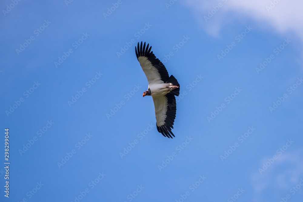 Obraz premium King Vulture photographed in Linhares, Espirito Santo. Southeast of Brazil. Atlantic Forest Biome. Picture made in 2013.