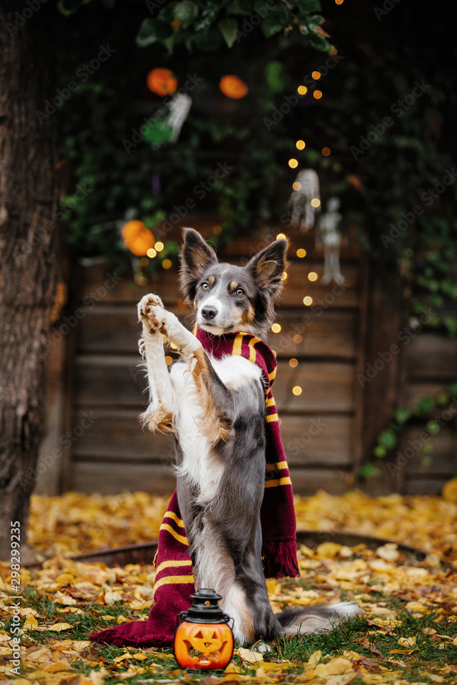 Border Collie dog ready for halloween