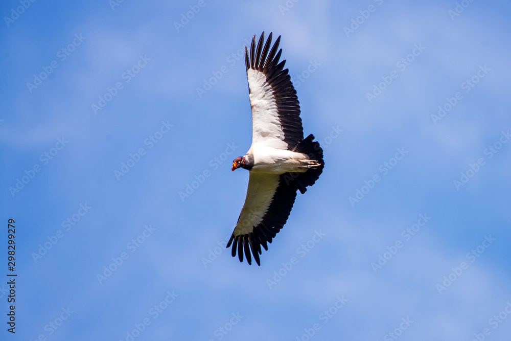 Obraz premium King Vulture photographed in Linhares, Espirito Santo. Southeast of Brazil. Atlantic Forest Biome. Picture made in 2013.