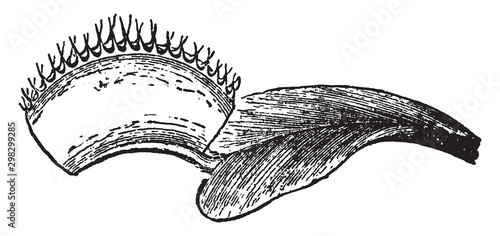 Venus Fly-trap vintage illustration.