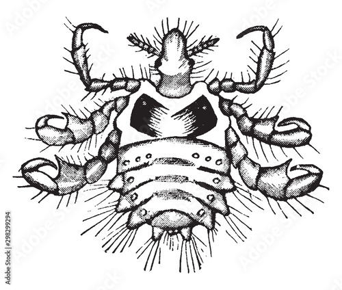 Crab louse, vintage illustration.