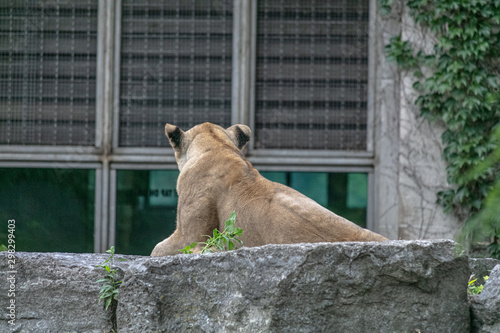 Lion animal at Buffalo Zoo
