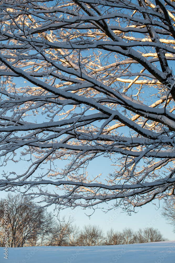 Sunlit snow covered tree branches in winter