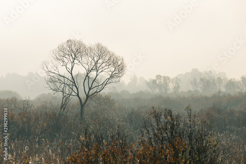 Fotografie foggy field