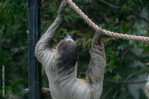 Sloth animal at Buffalo Zoo © Kirk Love