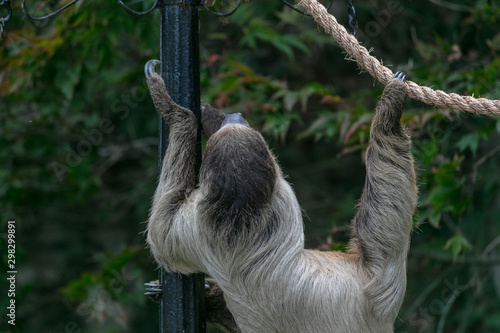 Sloth animal at Buffalo Zoo