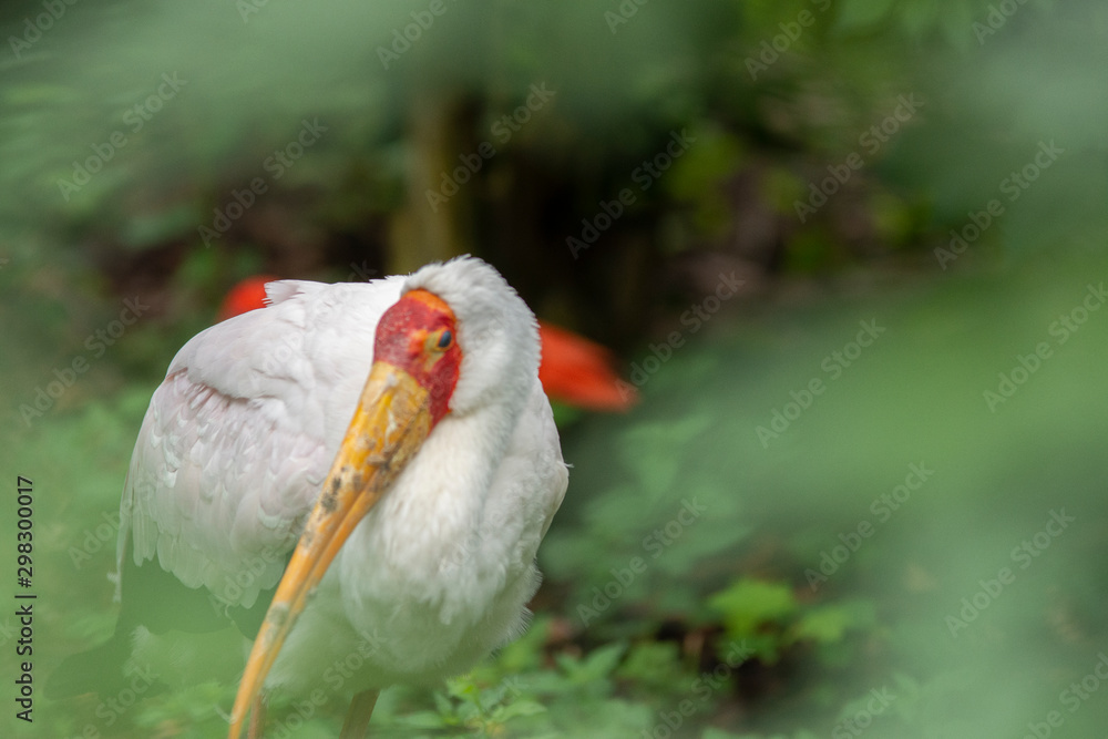 Obraz premium yellow billed stork
