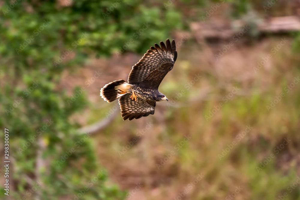 Fototapeta premium Snail kite photographed in Linhares, Espirito Santo. Southeast of Brazil. Atlantic Forest Biome. Picture made in 2013.
