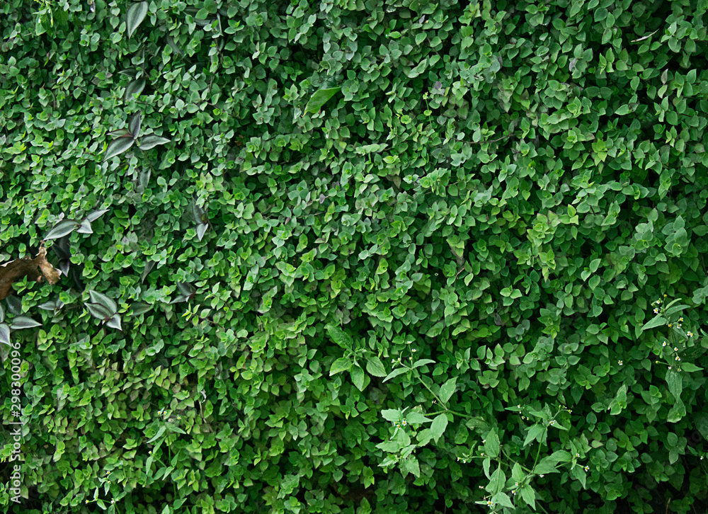 Background, House fence with greenery grows shady Background, House fence with greenery grows shady