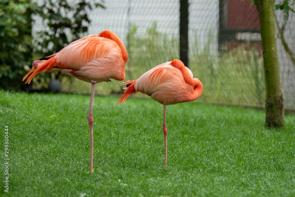 Pink flamingos standing up on one leg Pink flamingos standing up on one leg
