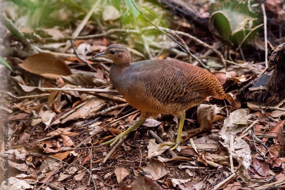 Obraz premium Yellow legged Tinamou photographed in Linhares, Espirito Santo. Southeast of Brazil. Atlantic Forest Biome. Picture made in 2013.