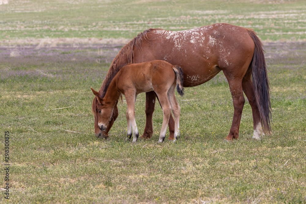 Obraz premium Wild Horse Mare and Foal in Spring in the Utah Desert