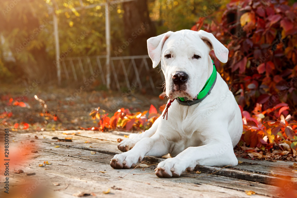 Dogo argentino lies and looking at the camera in autumn park near red leaves. Canine background