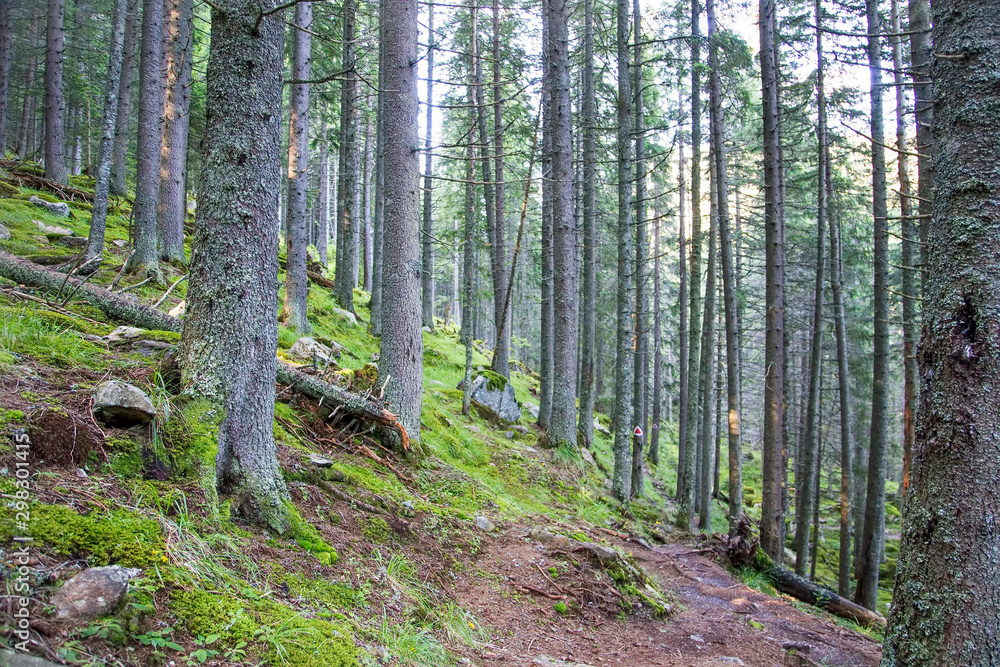 Naklejka premium Summer forest landscape, scenic nature forest view with fir trees