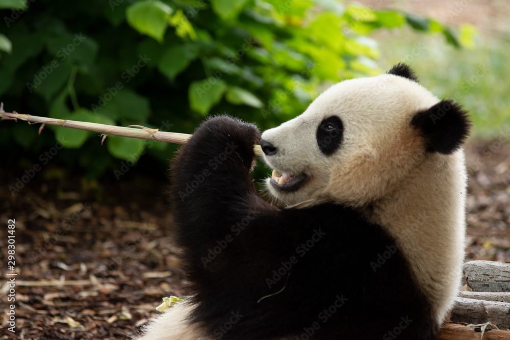 Fototapeta premium Panda bear eating Bamboo in Pairi daiza zoo, Belgium