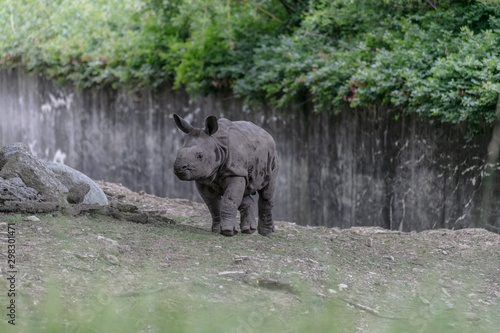 Baby rhino and mother rhino at the buffalo zoo