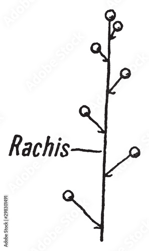 Raceme vintage illustration.