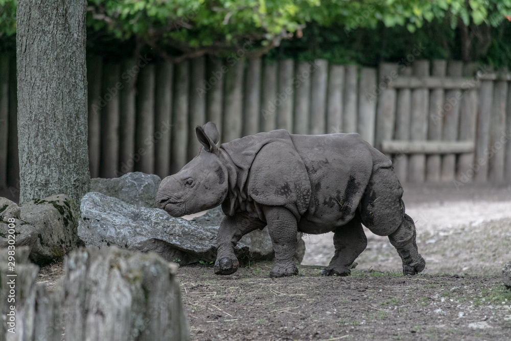 Fototapeta premium Baby rhino and mother rhino at the buffalo zoo