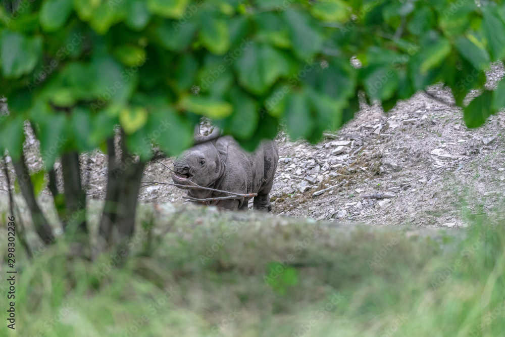 Fototapeta premium Baby rhino and mother rhino at the buffalo zoo