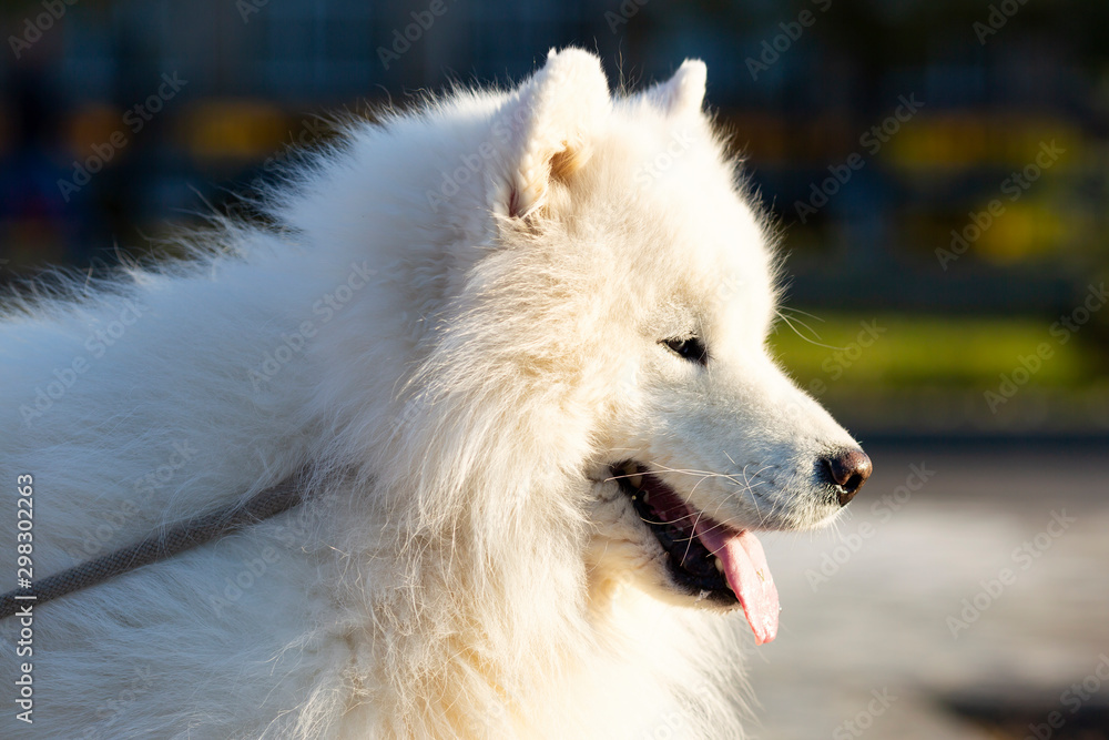 White dog husky husky pet walks on the street closeup Big white dog in the park close-up.