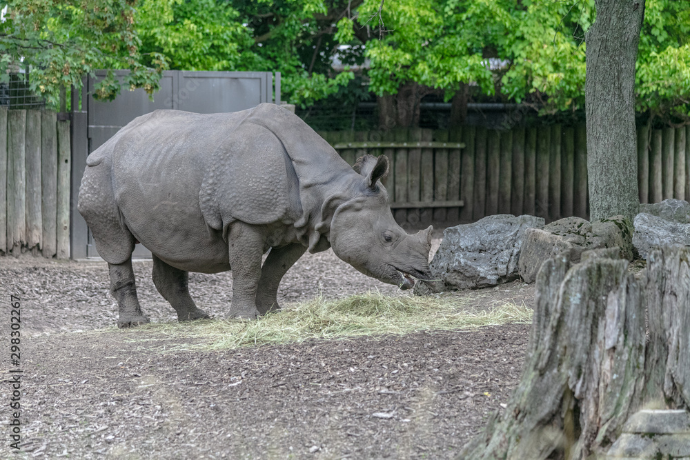 Fototapeta premium Baby rhino and mother rhino at the buffalo zoo