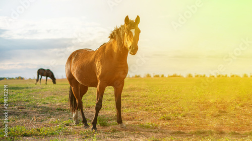 happy brown horse standing in the field on summer day