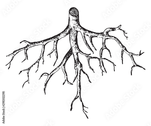 Root vintage illustration. photo