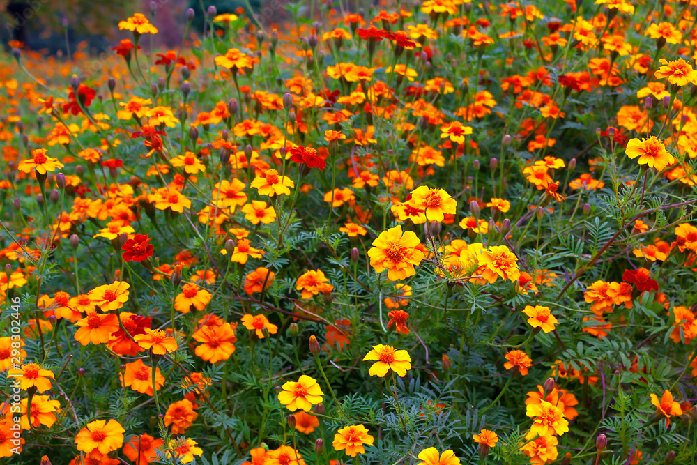 Tall tagetes marigold flowers on a field in a garden. Orange, red and yellow petals, late summer blossom.