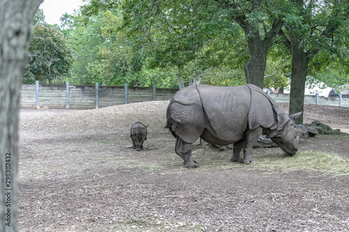 Baby rhino and mother rhino at the buffalo zoo