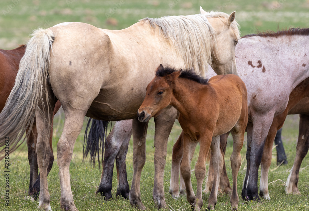 Wild Horse Mare and Foal in Spring in the Utah Desert Wild Horse Mare and Foal in Spring in the Utah Desert