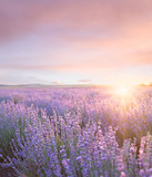 Sunset sky over a summer lavender field. Sunset over a violet lavender field in Provence, France.