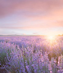 Ingelijste posters Meloenkleur Zonsondergang boven Provençaals lavendelveld  © Kotkoa
