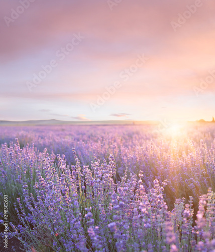 Fotografija Sunset sky over a summer lavender field