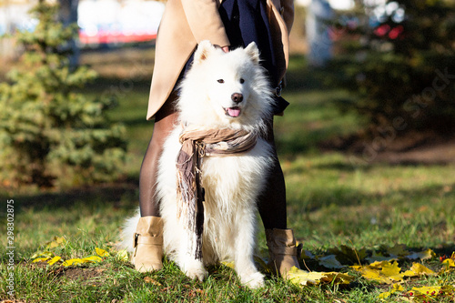 Big white dog at the feet of the mistress. A dog sits between the legs of a woman on the grass. photo