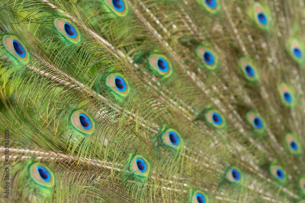 Obraz premium Peacock feathers in Pairi Daiza zoo, Belgium