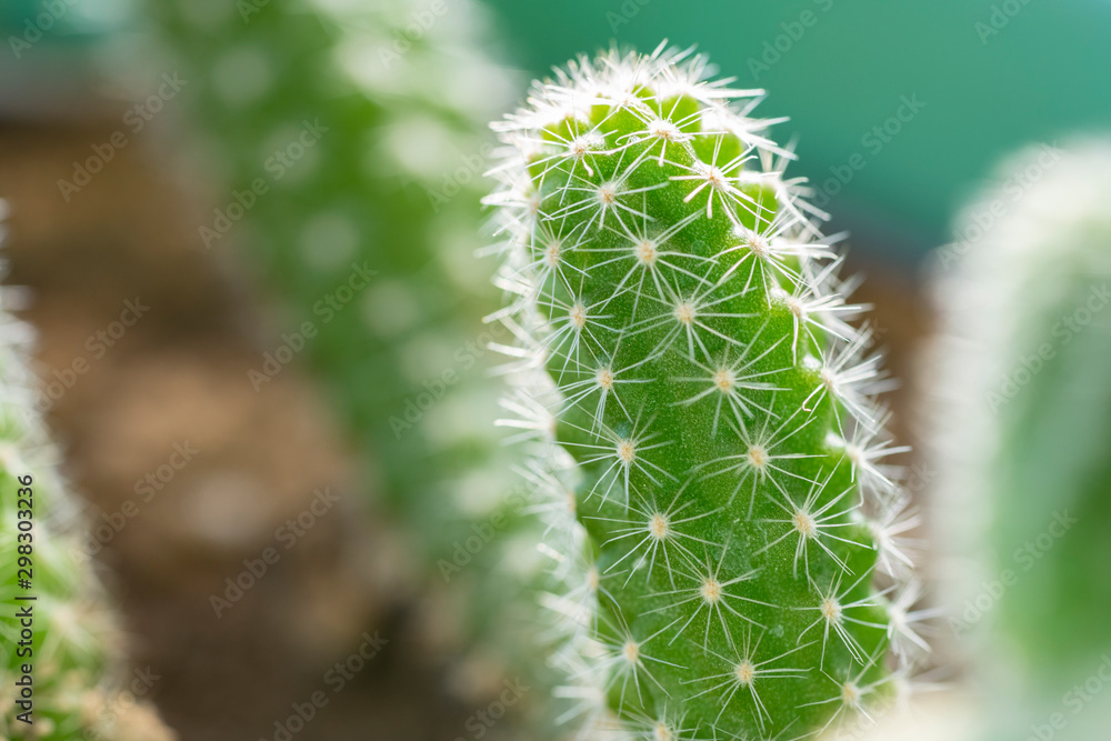 Close up of a small green cactus. Close up of a small green cactus.