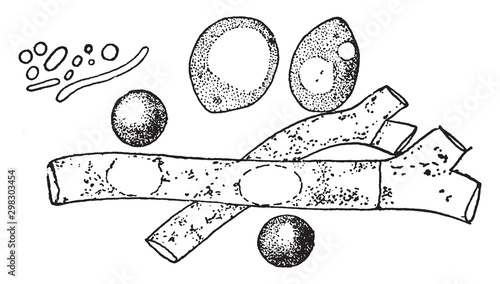 Molds, yeast, and bacteria vintage illustration.