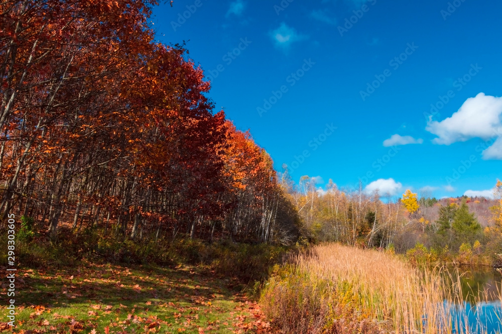 autumn landscape with colourful trees 