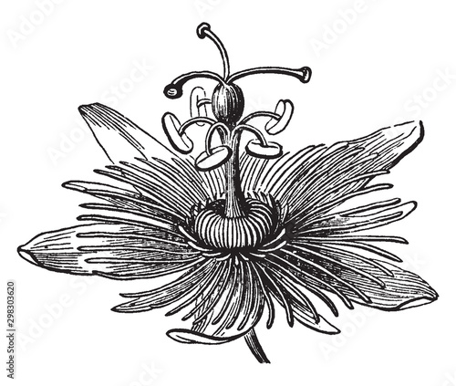 Passion-flower vintage illustration.