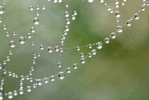 The finest web in large drops of morning dew on a light green background close-up