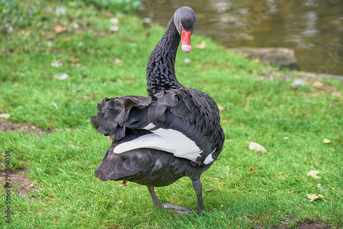 A young swan who loses his black plumage and gets a white one