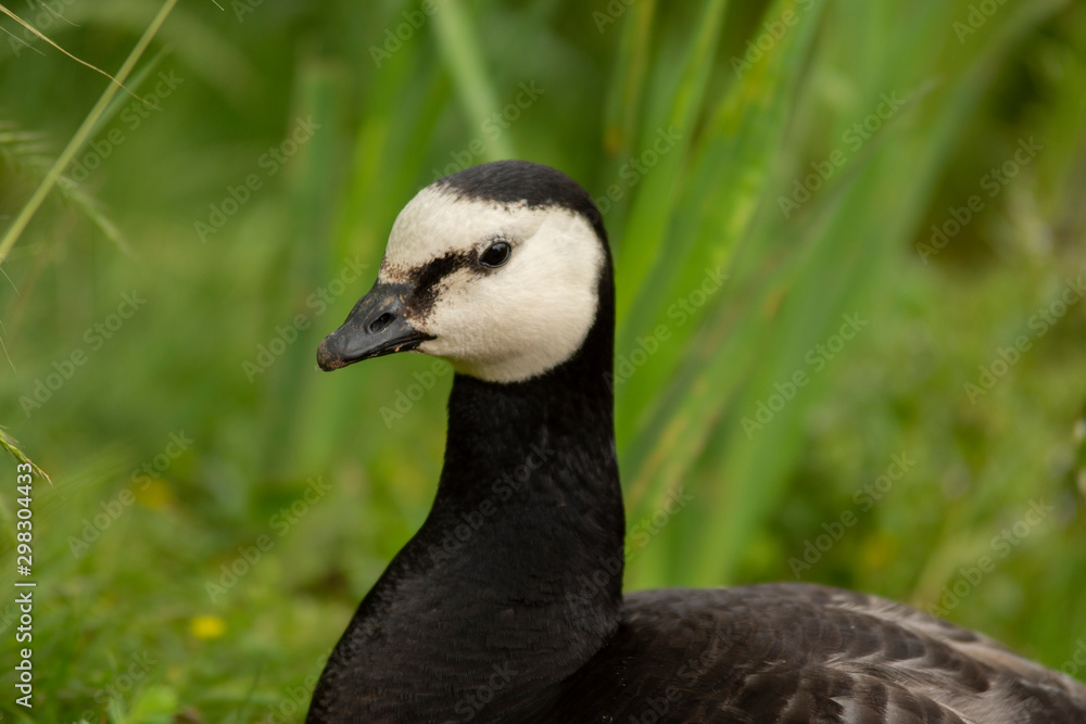 Obraz premium Ducks om the countryside in Belgium