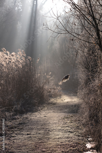 Brume dand les Marais