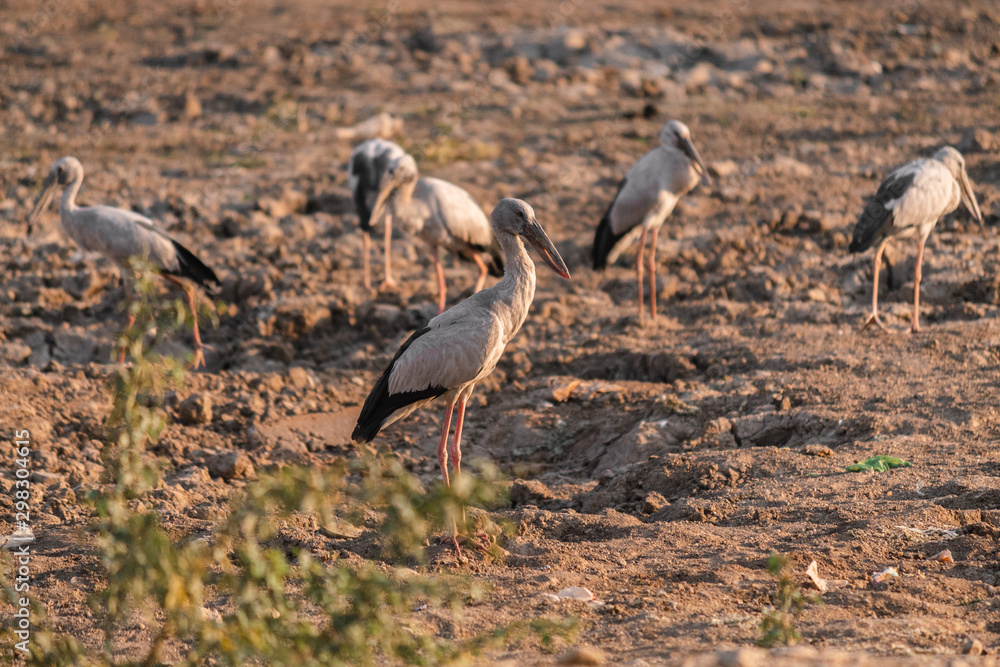 Closeup shot of white storks on the land