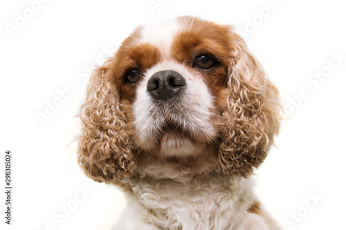 Valokuvatapetti Portrait cute cavalier puppy dog isolated on white background.